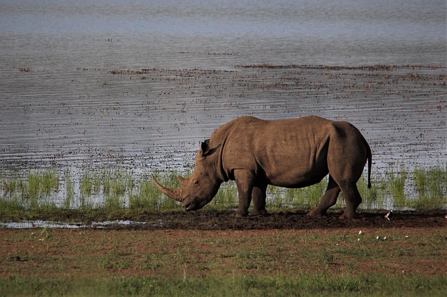 Free download white rhino grazing big 5 protected free picture to be edited with GIMP free online image editor