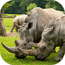 white rhino in wild habitat  screen for extension Chrome web store in OffiDocs Chromium