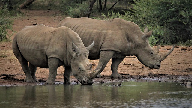Download gratuito di gambe di rinoceronte bianco coppia due immagini gratuite da modificare con l'editor di immagini online gratuito GIMP