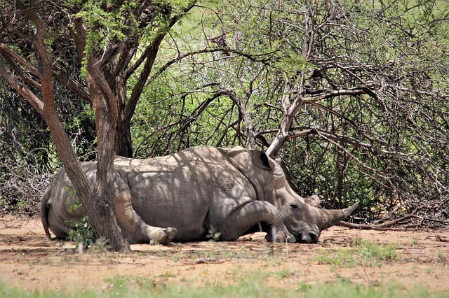 Free download white rhino under tree resting free picture to be edited with GIMP free online image editor