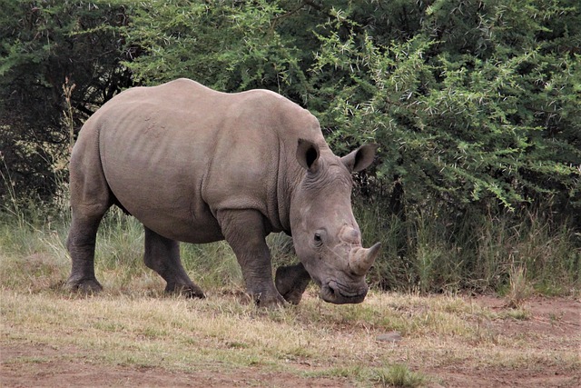 Free download white rhino walking waterhole free picture to be edited with GIMP free online image editor