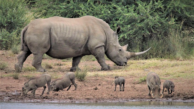 Free download white rhino warthogs big and small free picture to be edited with GIMP free online image editor