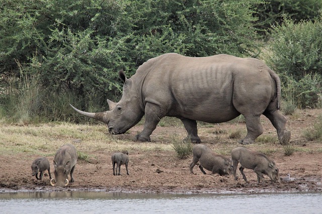 Free download white rhino warthogs drinking water free picture to be edited with GIMP free online image editor