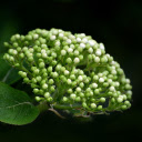 White Rice Flower  screen for extension Chrome web store in OffiDocs Chromium