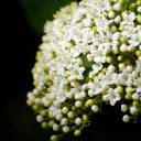 White Rice Flower Branch  screen for extension Chrome web store in OffiDocs Chromium