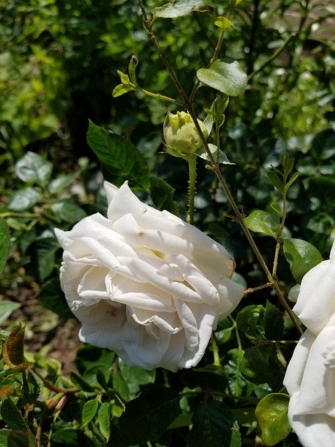 Free download White Rose -  free photo or picture to be edited with GIMP online image editor