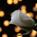 White rose buds at night  screen for extension Chrome web store in OffiDocs Chromium