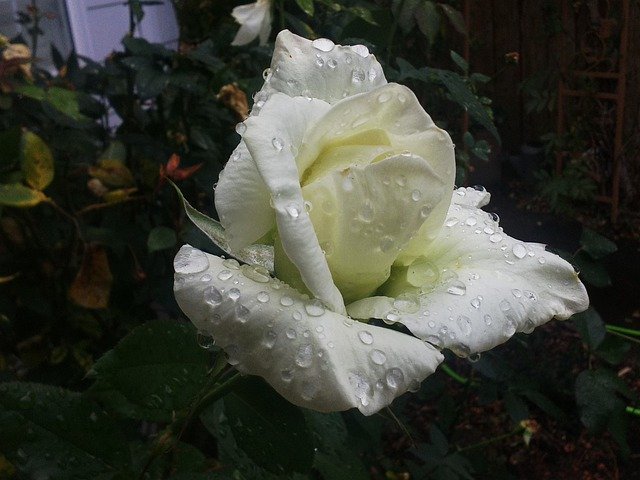 Template Photo White Rose Dew -  for OffiDocs