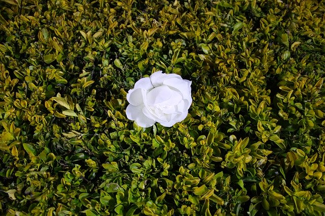 Free download White Rose Flower -  free photo or picture to be edited with GIMP online image editor
