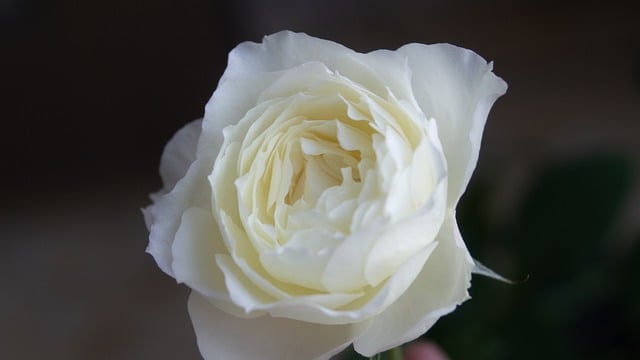 Free download white rose flower petals bloom free picture to be edited with GIMP free online image editor