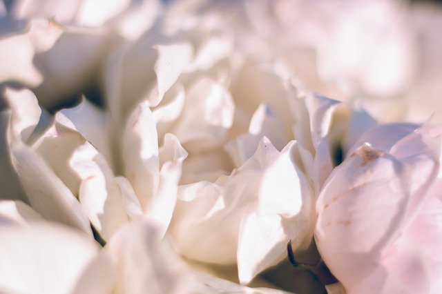 Free download White Rose Flowers Blooming -  free photo or picture to be edited with GIMP online image editor