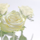 White rose in the morning  screen for extension Chrome web store in OffiDocs Chromium