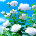 white rose wallpaper  screen for extension Chrome web store in OffiDocs Chromium