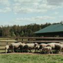 White Sheep  screen for extension Chrome web store in OffiDocs Chromium