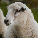 White sheep with small ears  screen for extension Chrome web store in OffiDocs Chromium