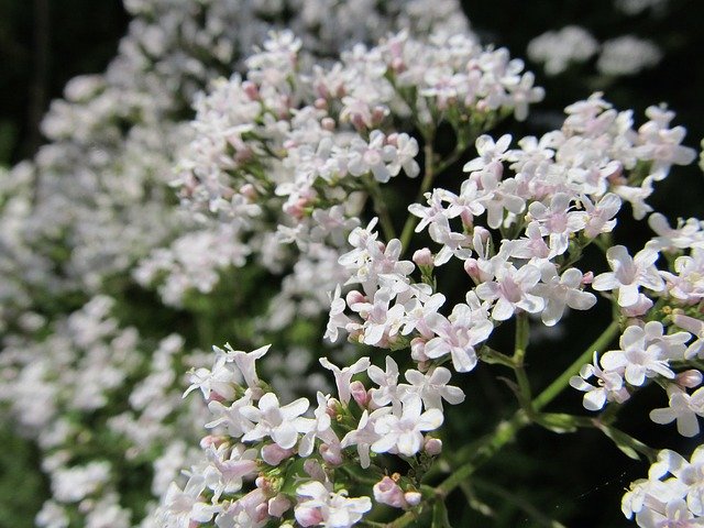 Download gratuito White Small Flowers - foto o immagine gratuita da modificare con l'editor di immagini online di GIMP