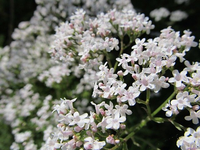 Gratis download White Small Flowers - gratis foto of afbeelding om te bewerken met GIMP online afbeeldingseditor