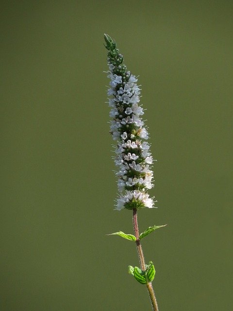 Download grátis White Small Flowers Nature Plant - foto ou imagem grátis para ser editada com o editor de imagens online GIMP