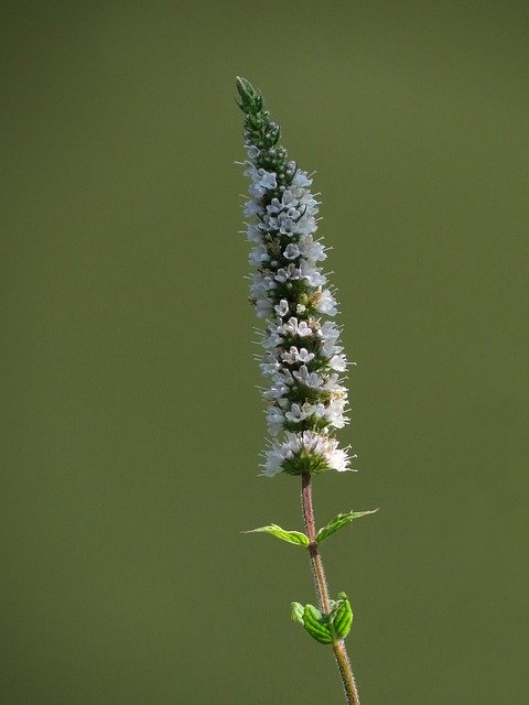 Gratis download White Small Flowers Nature Plant - gratis foto of afbeelding om te bewerken met GIMP online afbeeldingseditor