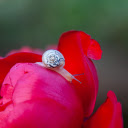 White snail on rose petal  screen for extension Chrome web store in OffiDocs Chromium