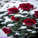 white snow rose wallpaper  screen for extension Chrome web store in OffiDocs Chromium
