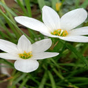 White spider lily wallpaper  screen for extension Chrome web store in OffiDocs Chromium