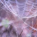 White spider nest  screen for extension Chrome web store in OffiDocs Chromium