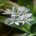 White star flower wallpaper  screen for extension Chrome web store in OffiDocs Chromium