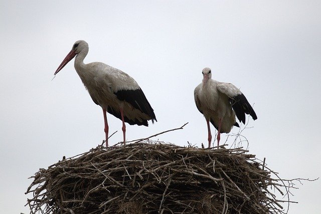 Free download White Stork Adults Nature -  free photo or picture to be edited with GIMP online image editor
