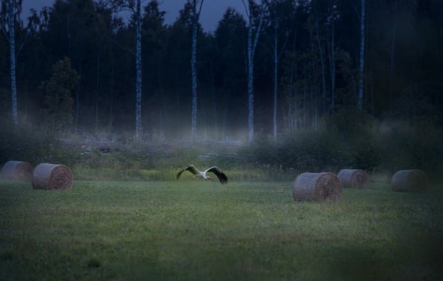 Free download white stork forest dusk free picture to be edited with GIMP free online image editor