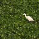 White stork on duckweed pond  screen for extension Chrome web store in OffiDocs Chromium