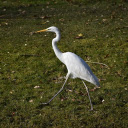 White stork on the grassland  screen for extension Chrome web store in OffiDocs Chromium