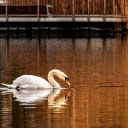 Free download White Swan -  free photo or picture to be edited with GIMP online image editor