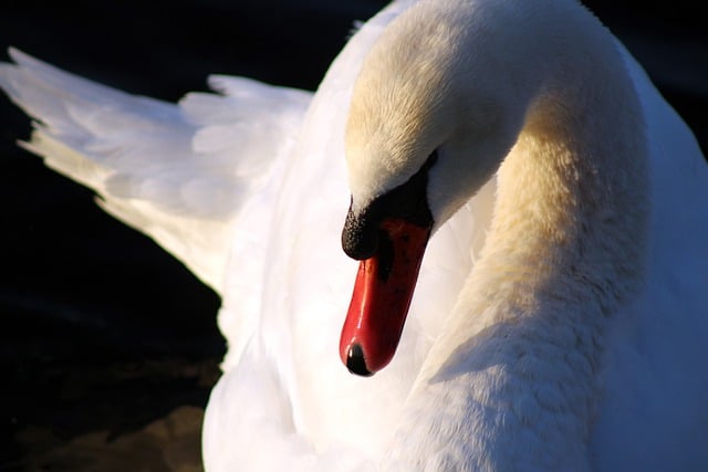 Free download white swan plumage water bird free picture to be edited with GIMP free online image editor