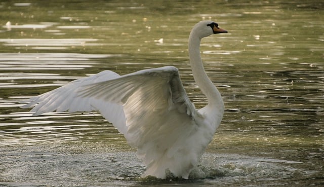 Bezpłatne pobieranie białego łabędzia stawu jezioro ptactwa wodnego bezpłatne zdjęcie do edycji za pomocą bezpłatnego edytora obrazów online GIMP