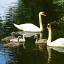 White swans  screen for extension Chrome web store in OffiDocs Chromium