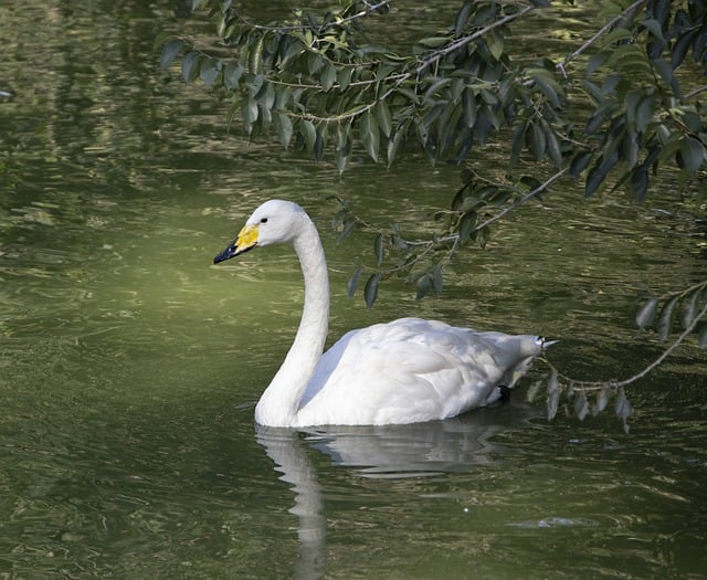 Free download white swan swan pond bird free picture to be edited with GIMP free online image editor