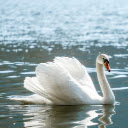 WHITE SWAN Theme  screen for extension Chrome web store in OffiDocs Chromium