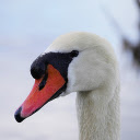 White swan with pink bill  screen for extension Chrome web store in OffiDocs Chromium
