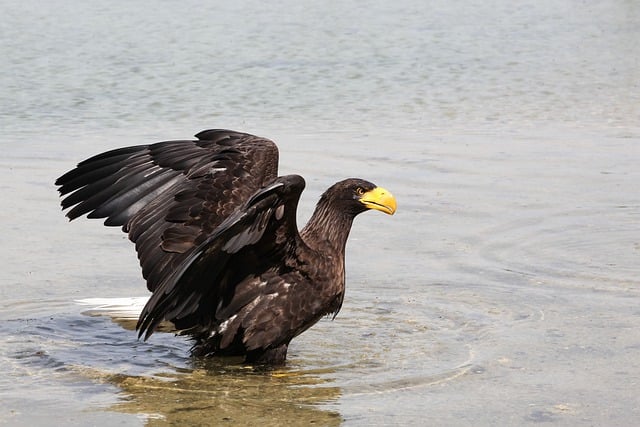 Free download white tailed eagle animal bird free picture to be edited with GIMP free online image editor