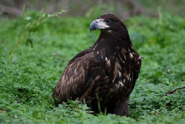 Free download white tailed eagle bird animal free picture to be edited with GIMP free online image editor