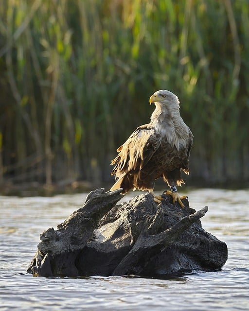 Free download white tailed eagle bird raptor free picture to be edited with GIMP free online image editor
