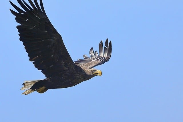 Free download white tailed eagle bird sky flying free picture to be edited with GIMP free online image editor