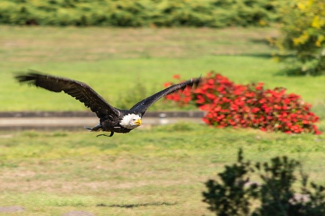 دانلود رایگان White Tailed Eagle Flugshow The - عکس یا تصویر رایگان قابل ویرایش با ویرایشگر تصویر آنلاین GIMP