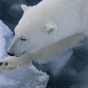White Teddy Bear  screen for extension Chrome web store in OffiDocs Chromium