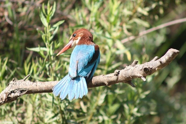 Free download White-Throated Kingfisher Birds -  free photo or picture to be edited with GIMP online image editor