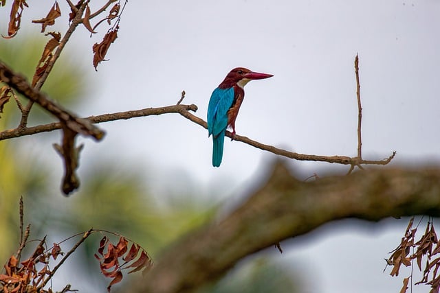 Free download white throated kingfisher kingfisher free picture to be edited with GIMP free online image editor