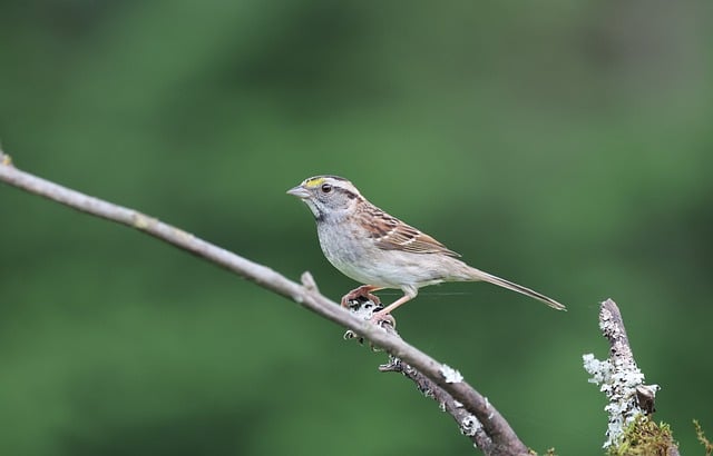Free download white throated sparrow sparrow bird free picture to be edited with GIMP free online image editor