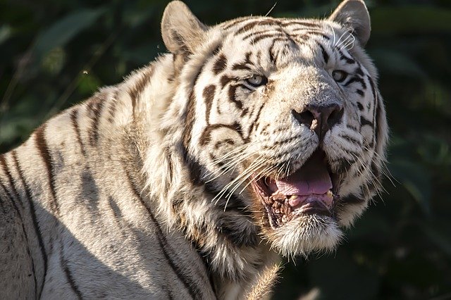Free download White Tiger -  free photo or picture to be edited with GIMP online image editor