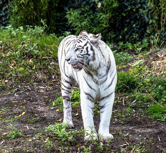 Libreng pag-download ng White Tiger Zoo - libreng larawan o larawan na ie-edit gamit ang GIMP online na editor ng imahe
